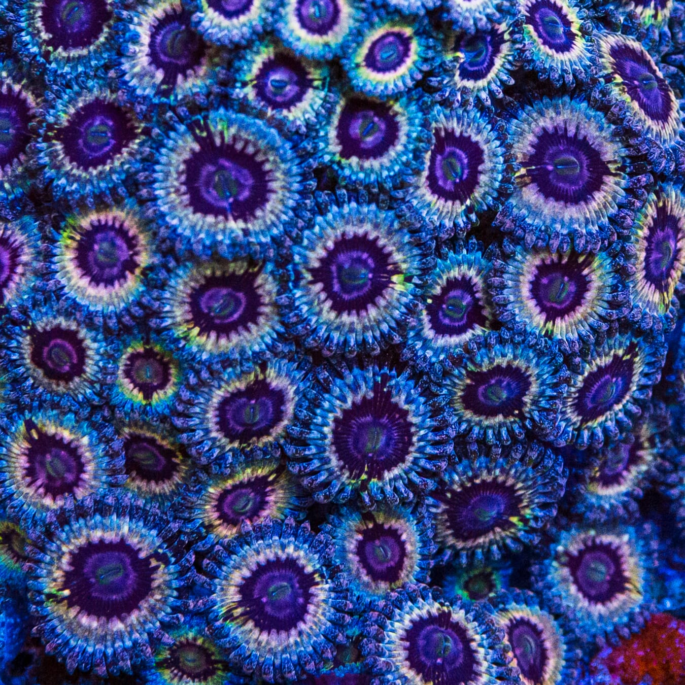 Queen Stratosphere Zoanthids