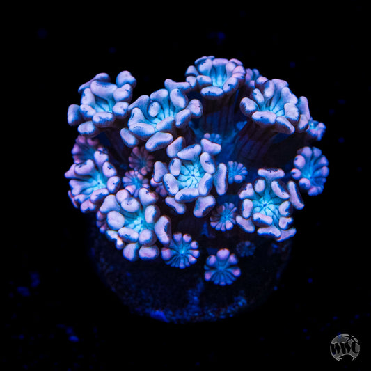 I Love Lavender Alveopora Coral