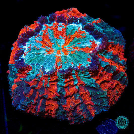 Firestorm Acanthophyllia
