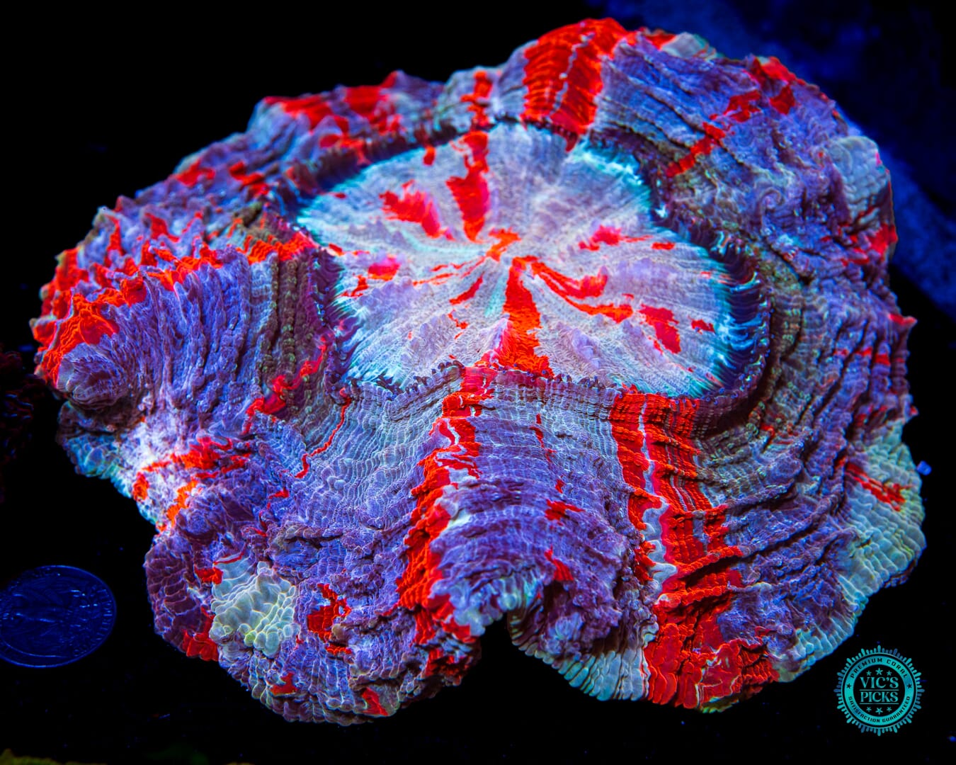 Polar Vortex Acanthophyllia
