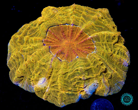 High Noon Acanthophyllia