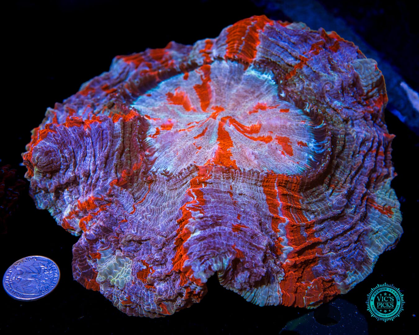 Polar Vortex Acanthophyllia