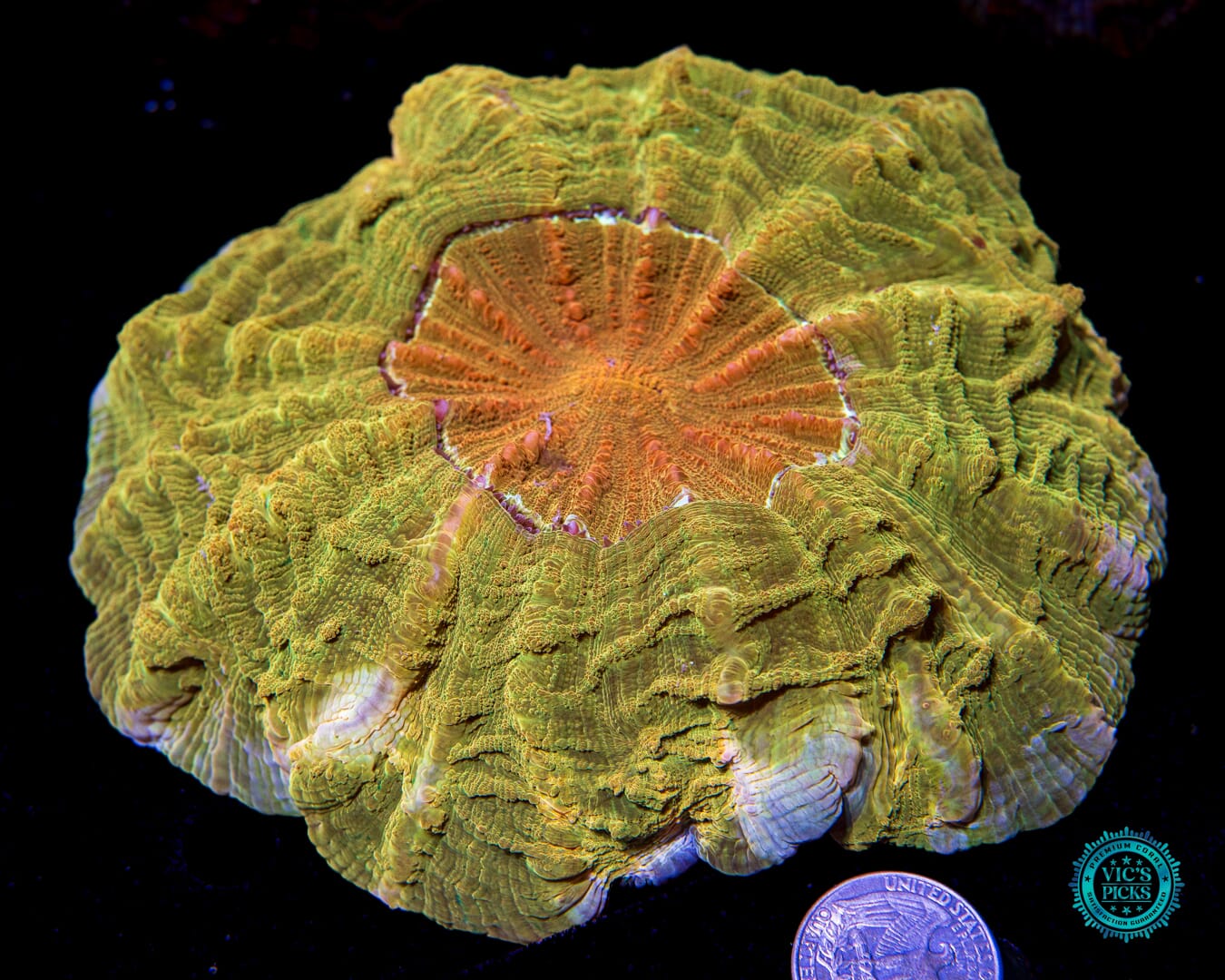 High Noon Acanthophyllia