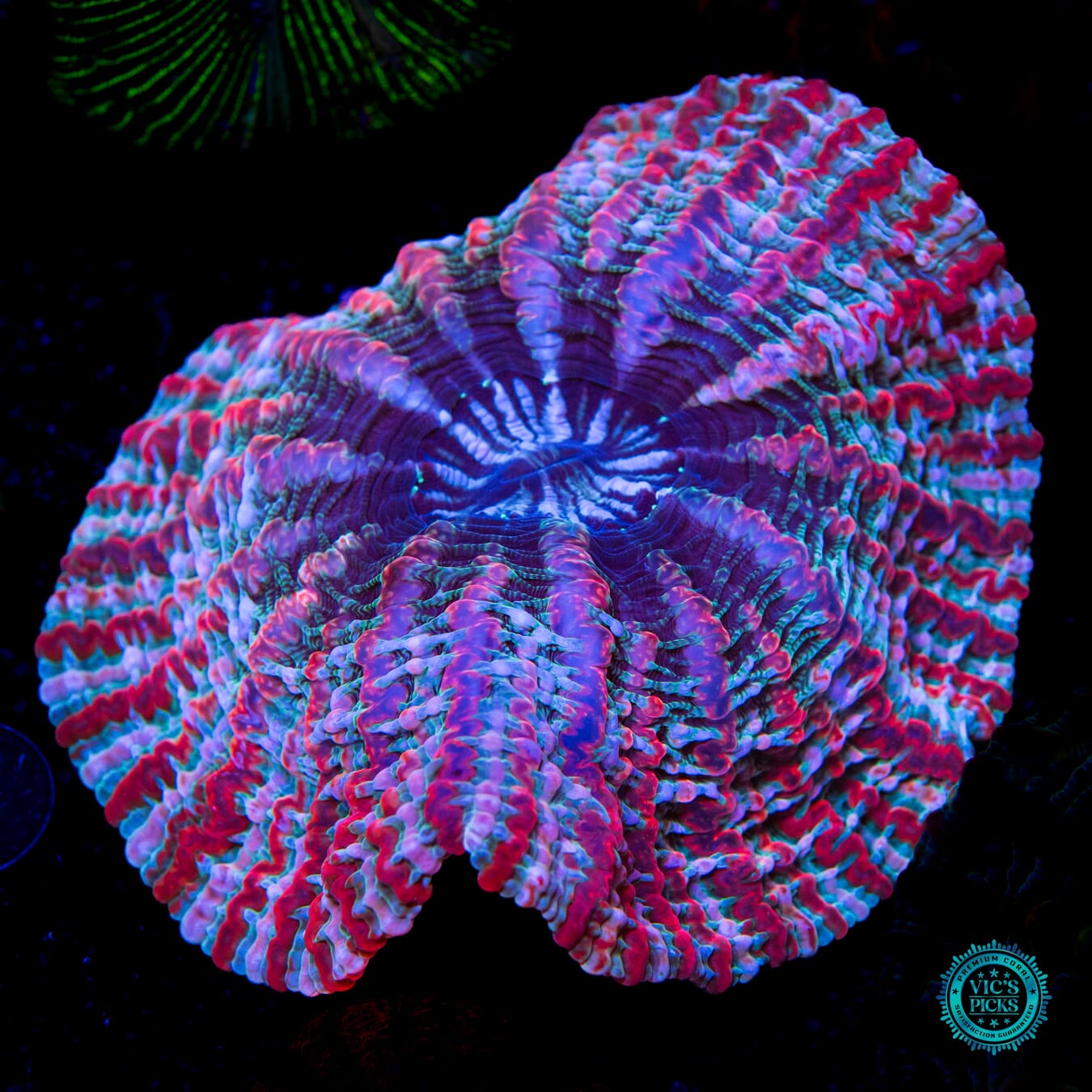 Psychedelic Shock Tart Indophyllia