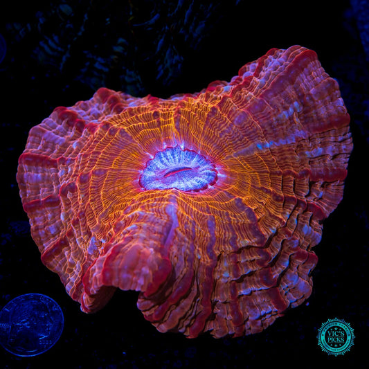 Copperhead Indophyllia