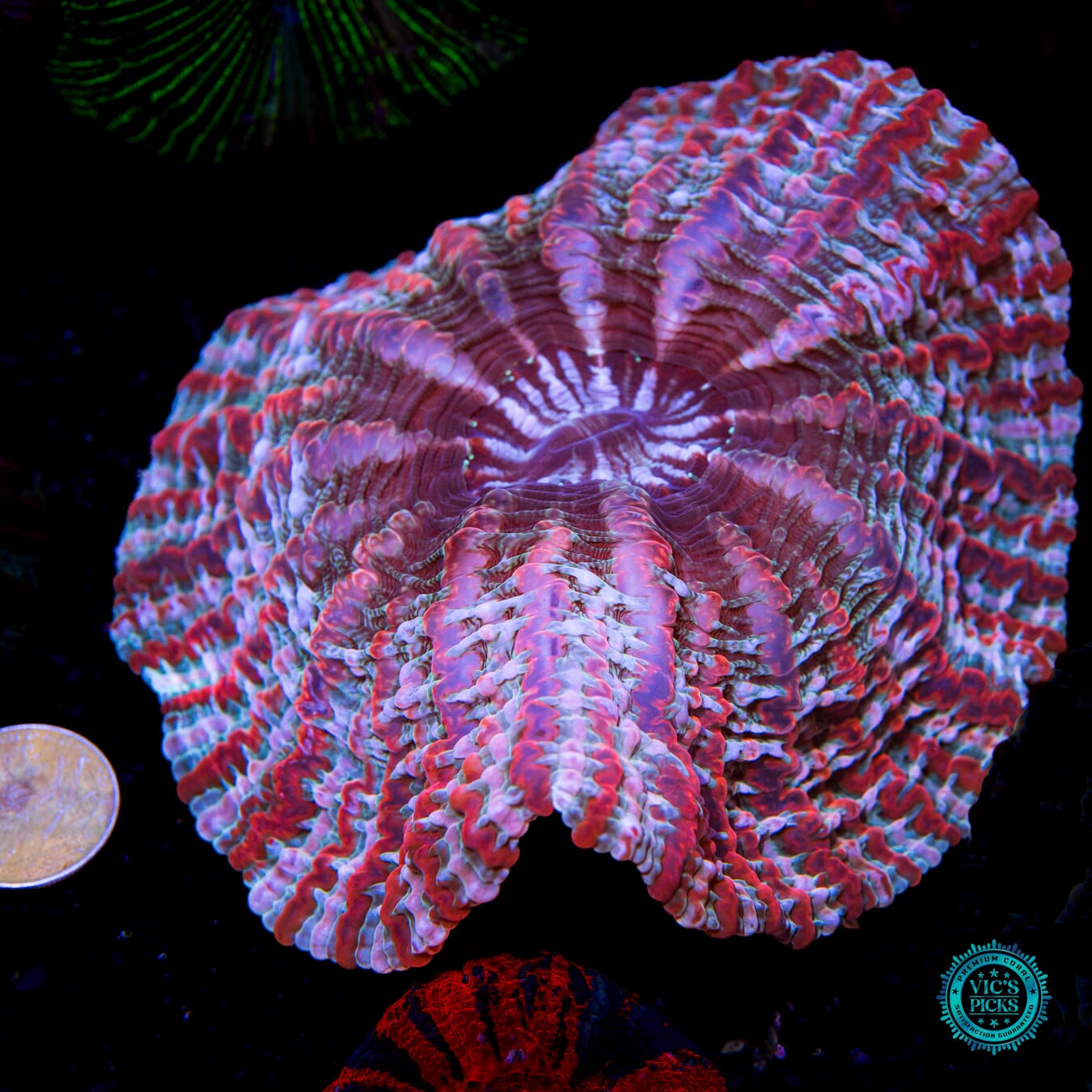 Psychedelic Shock Tart Indophyllia