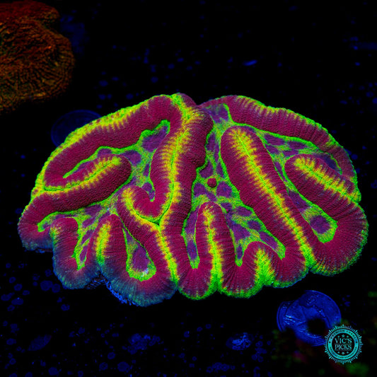 Soul Harvester Symphyllia