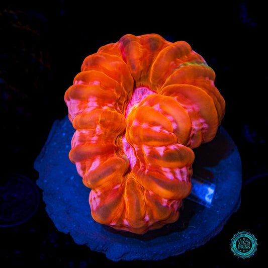 Molten Tangerine Cynarina