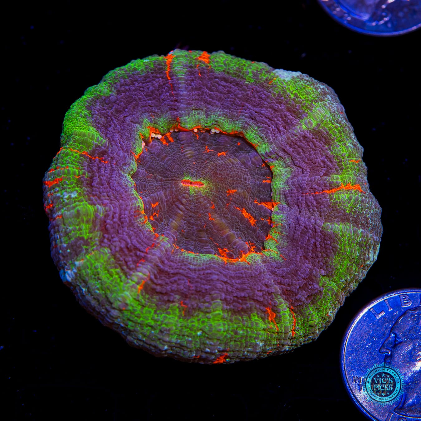 Master of the Seas Scolymia