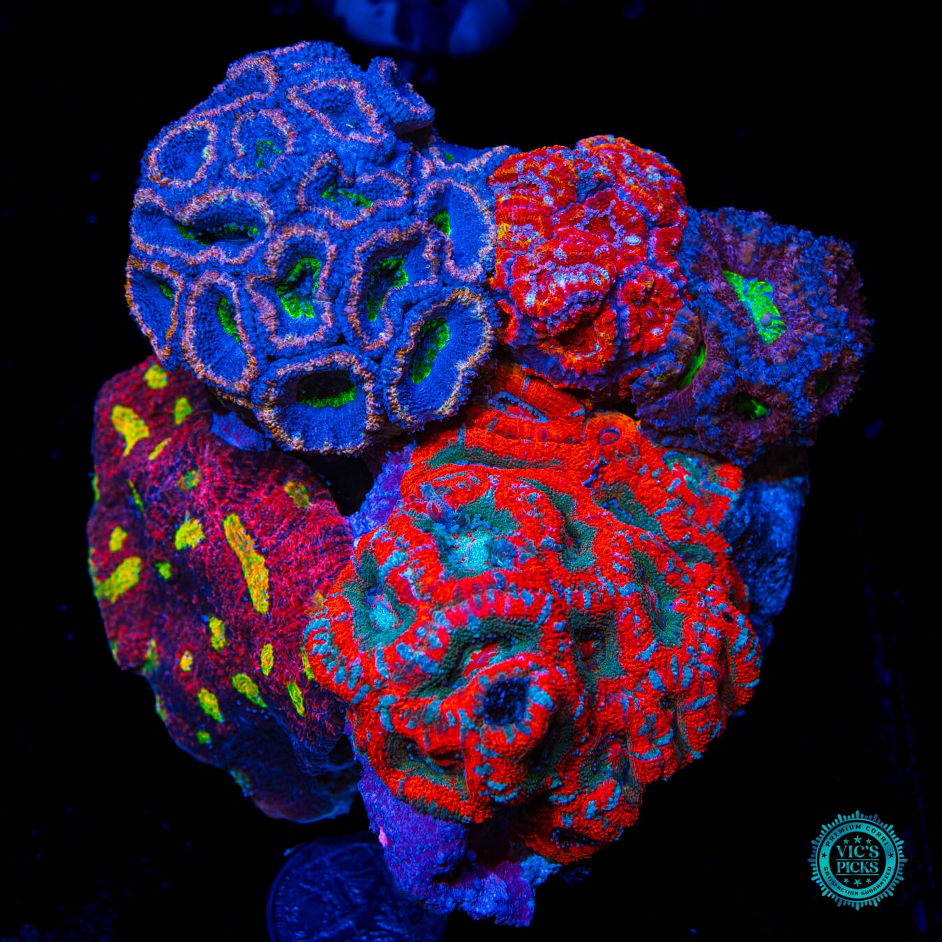 Homegrown Instant LPS Combo Reef