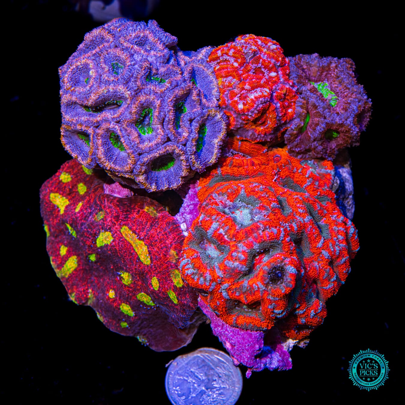 Homegrown Instant LPS Combo Reef