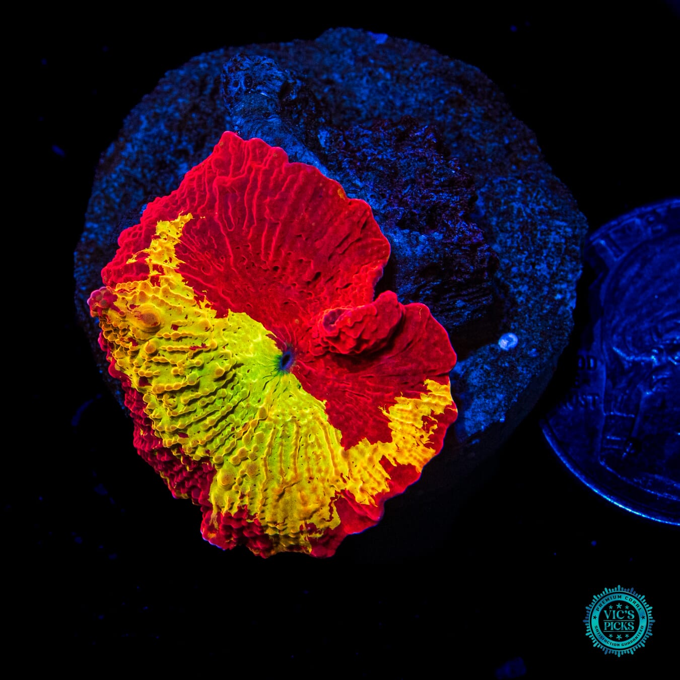 Jawbreaker Mushroom