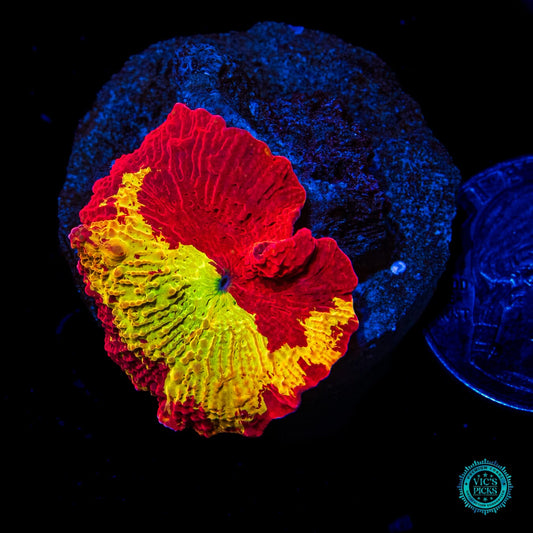 Jawbreaker Mushroom