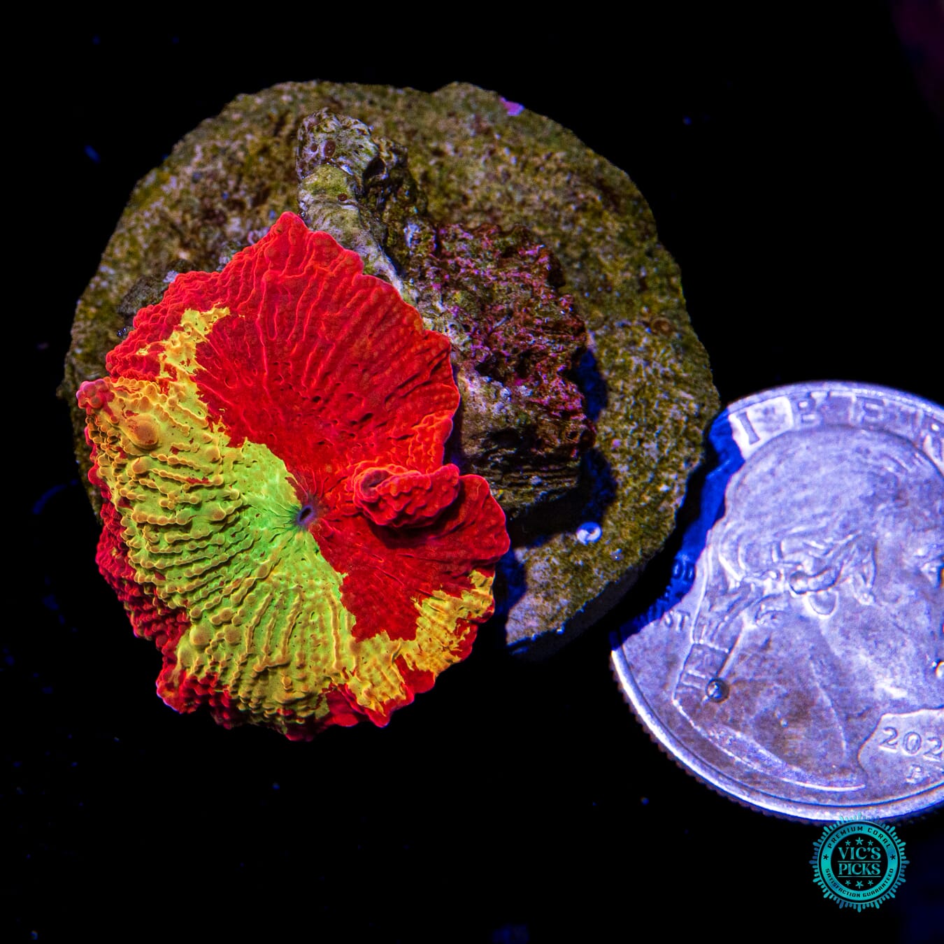 Jawbreaker Mushroom