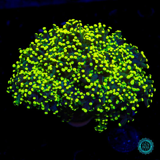 Glowbug Branching Frogspawn