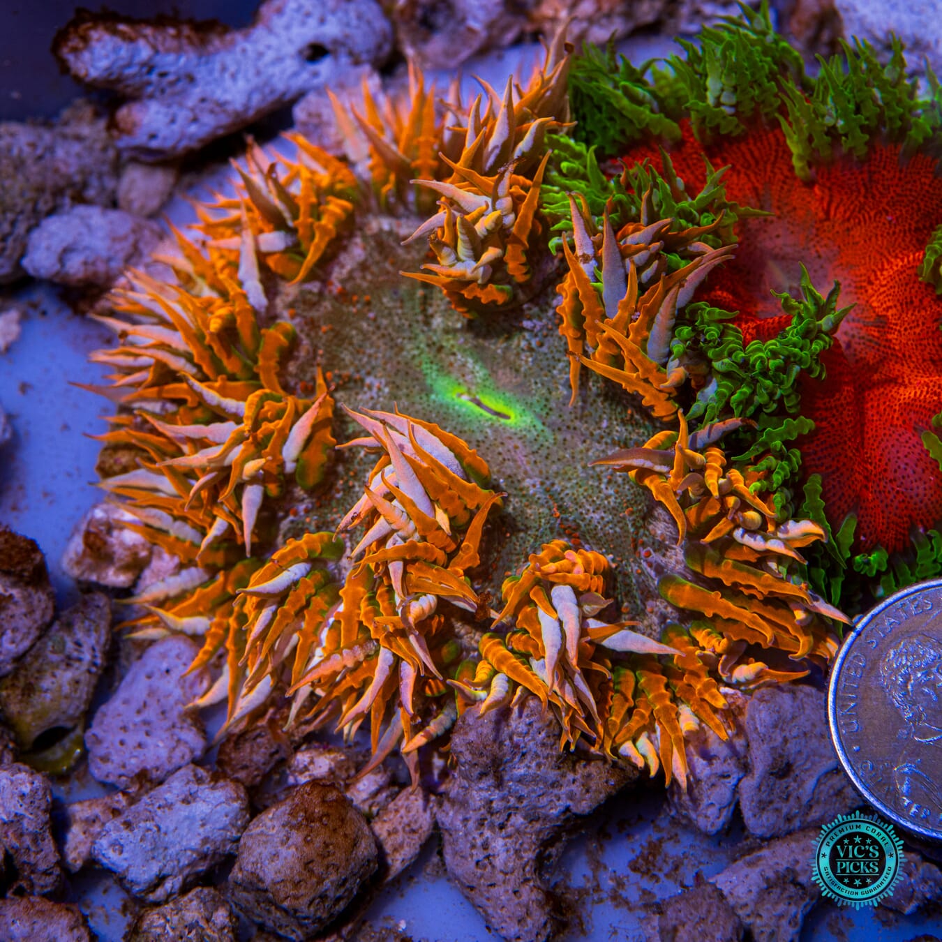 Halloween Forever Flower Anemone