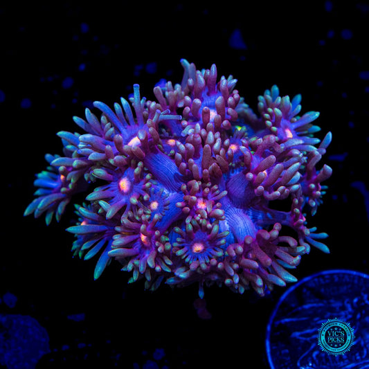 Purple Parrot Goniopora