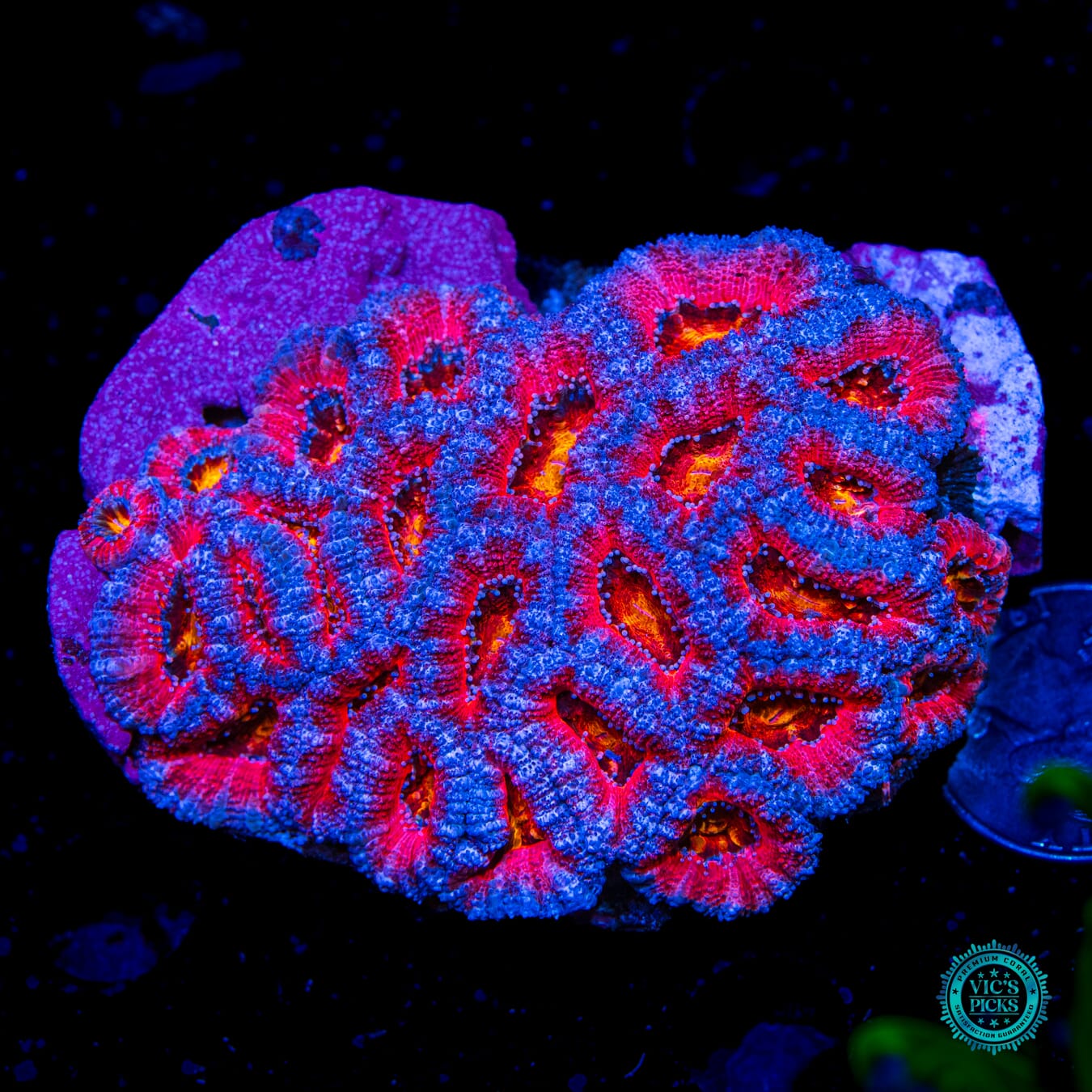Homegrown Cotton Candy Aussie Lord
