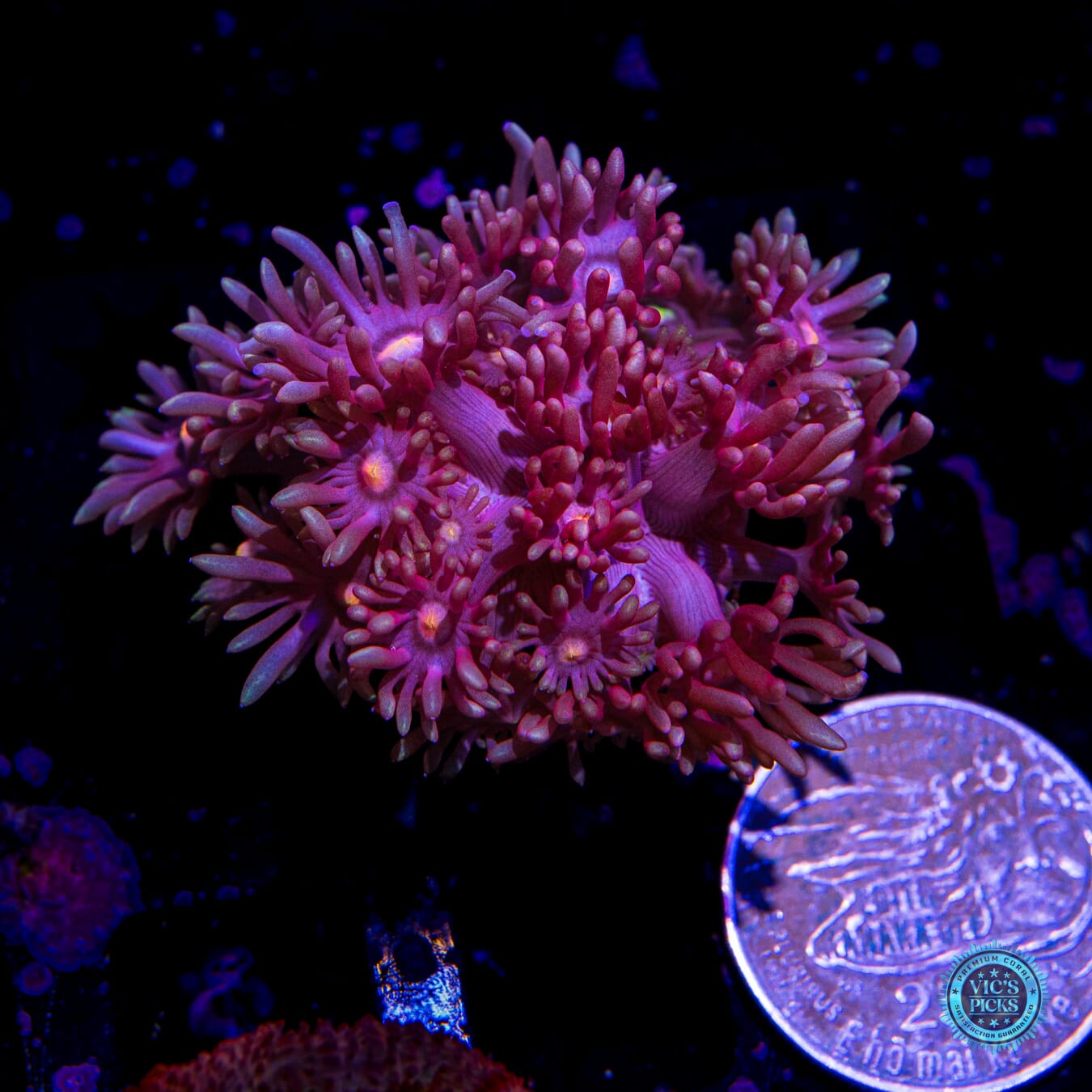 Purple Parrot Goniopora