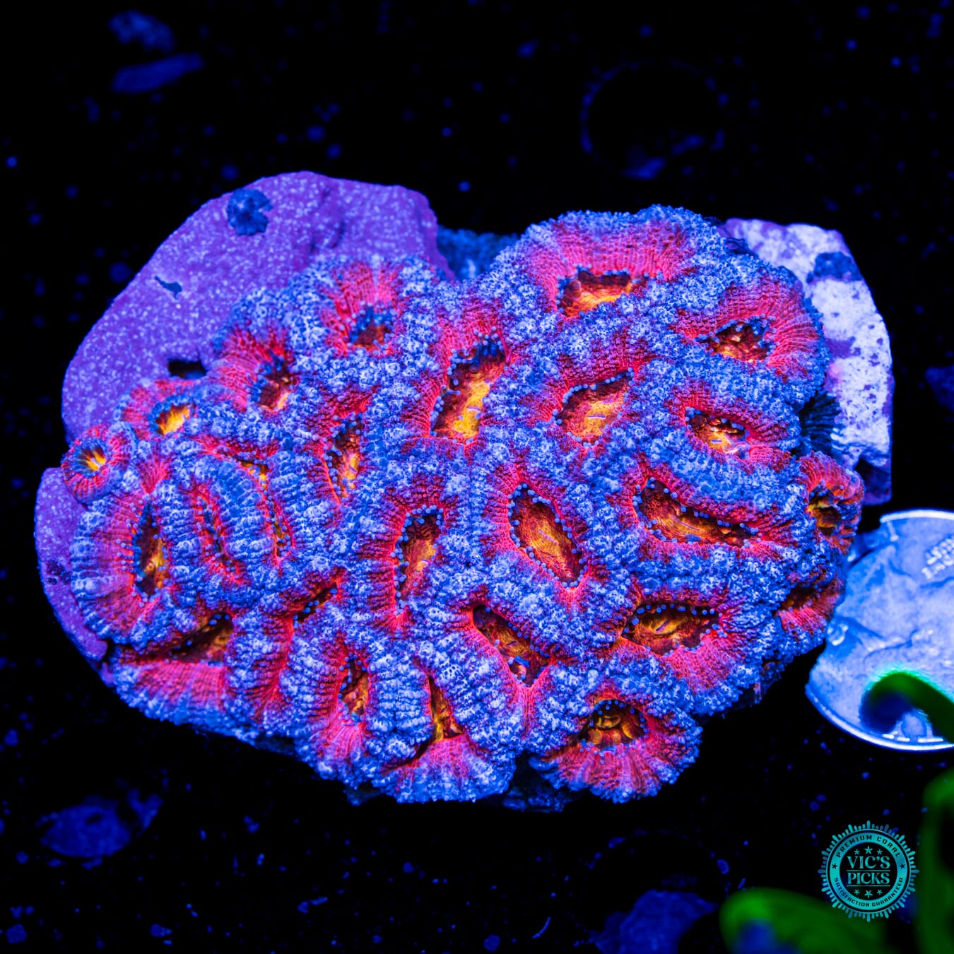 Homegrown Cotton Candy Aussie Lord
