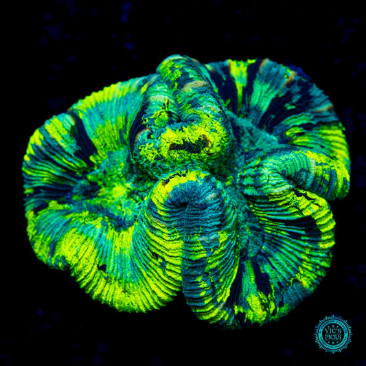 Poison Cloud Trachyphyllia