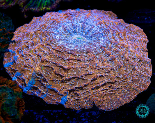 Gold Rush Acanthophyllia