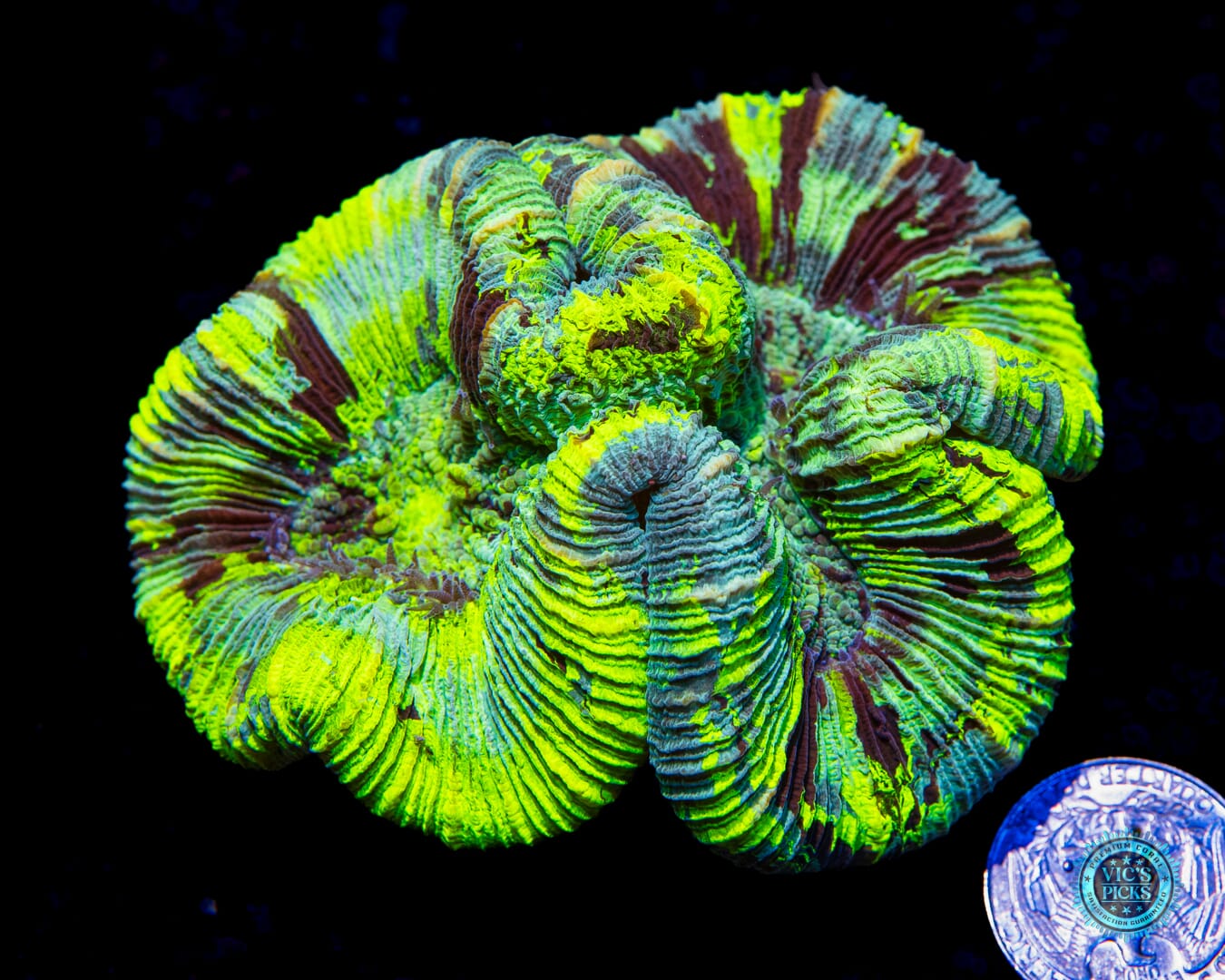 Poison Cloud Trachyphyllia