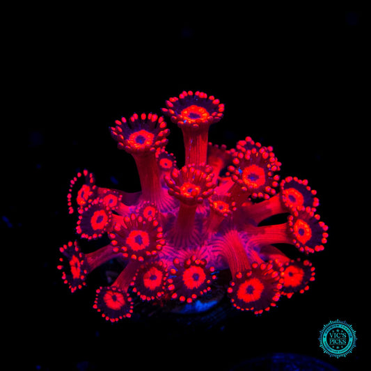 Ragin Rojo Goniopora
