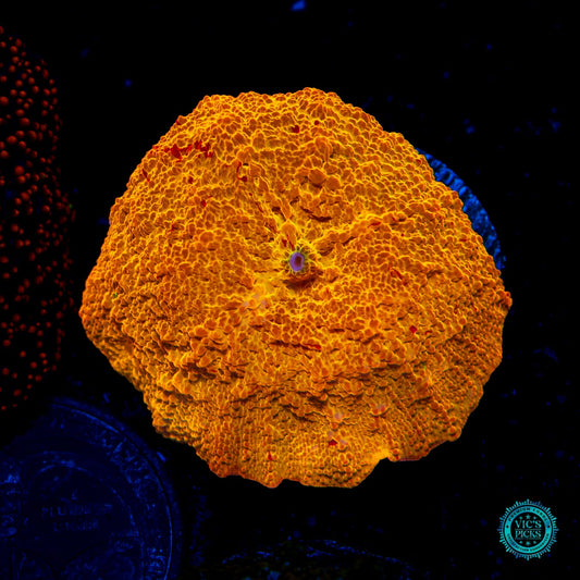 Jaw Breaker Mushroom