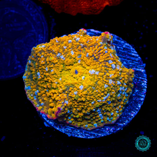 Hidden Temple Disco Mushroom