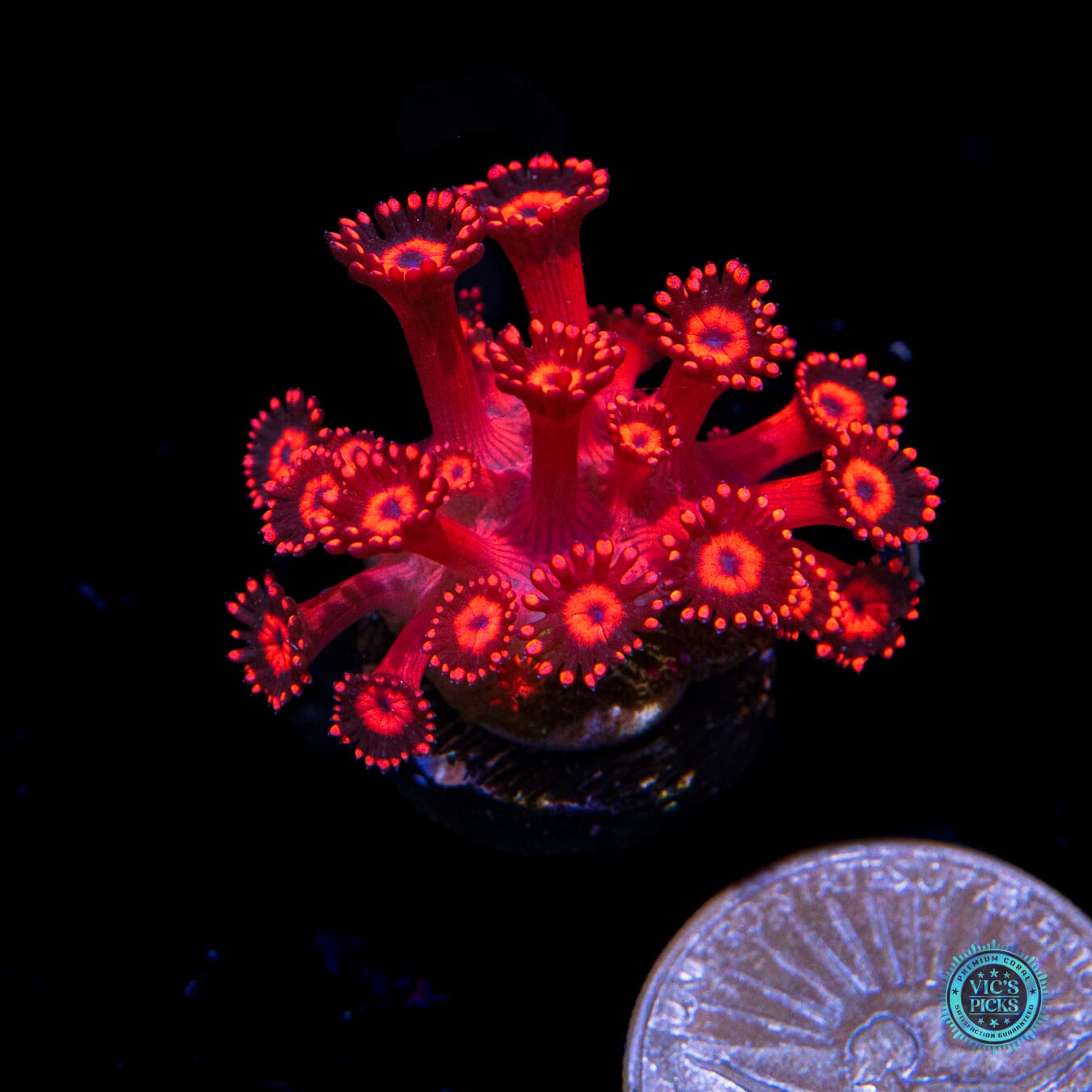 Ragin Rojo Goniopora
