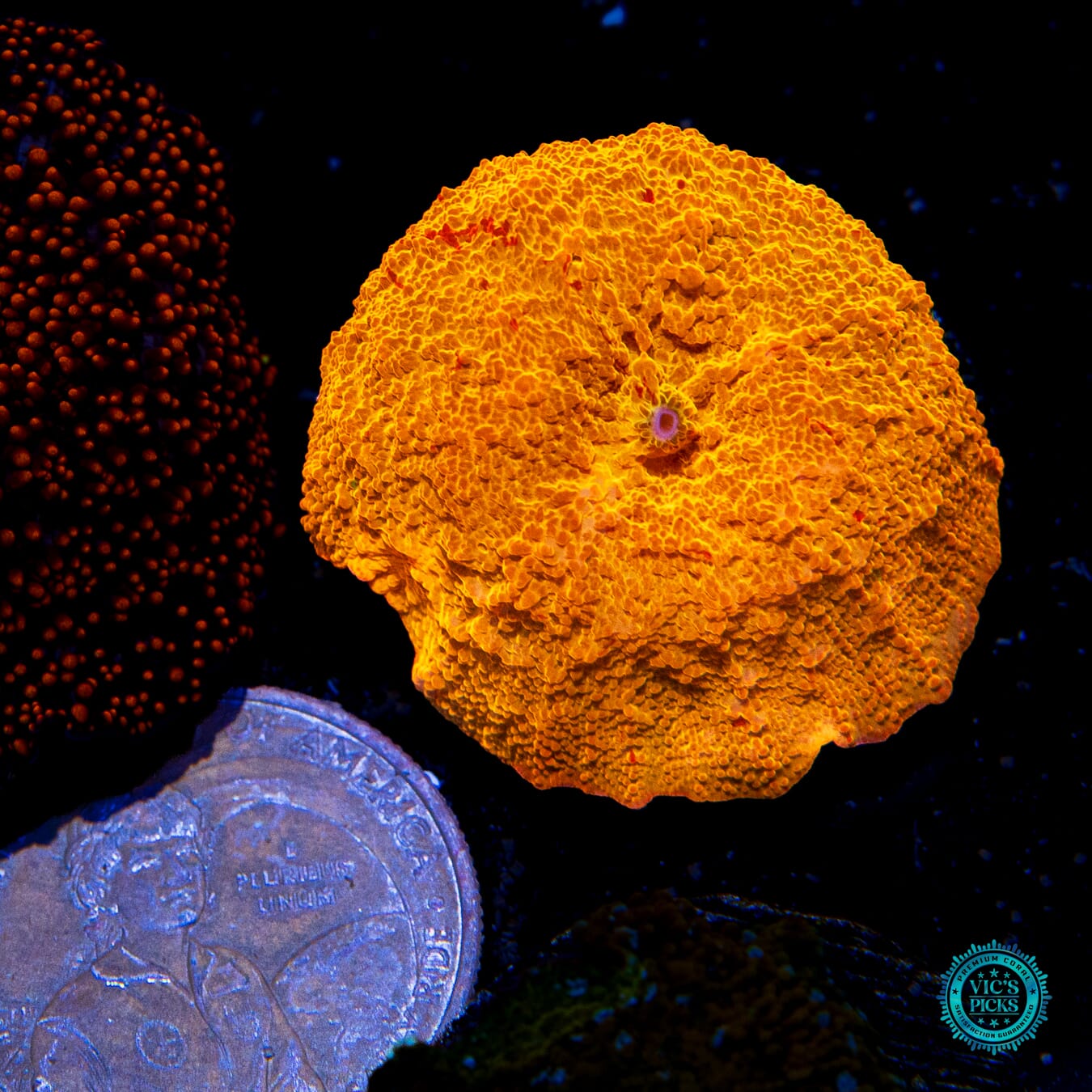 Jaw Breaker Mushroom