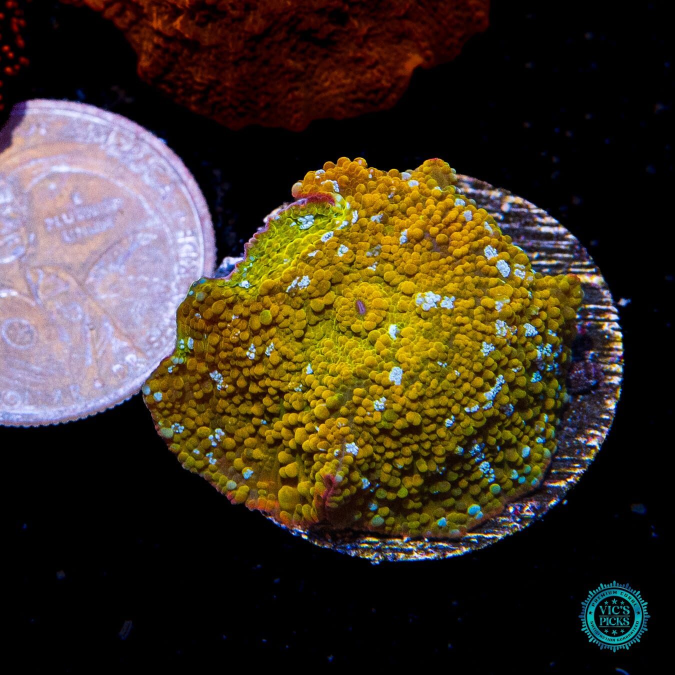 Hidden Temple Disco Mushroom