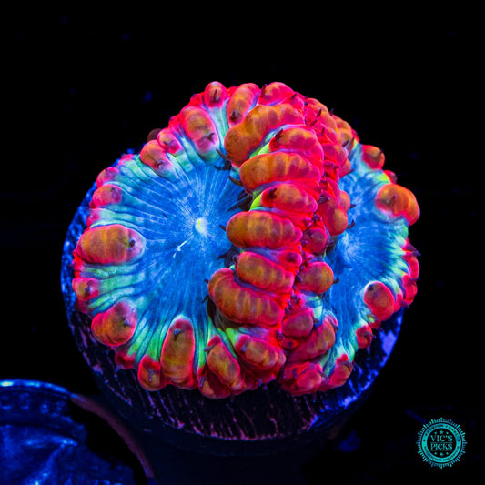 Intergalactic Explosion Blastomussa