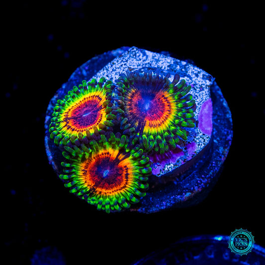 Little Shop of Horrors Zoanthids