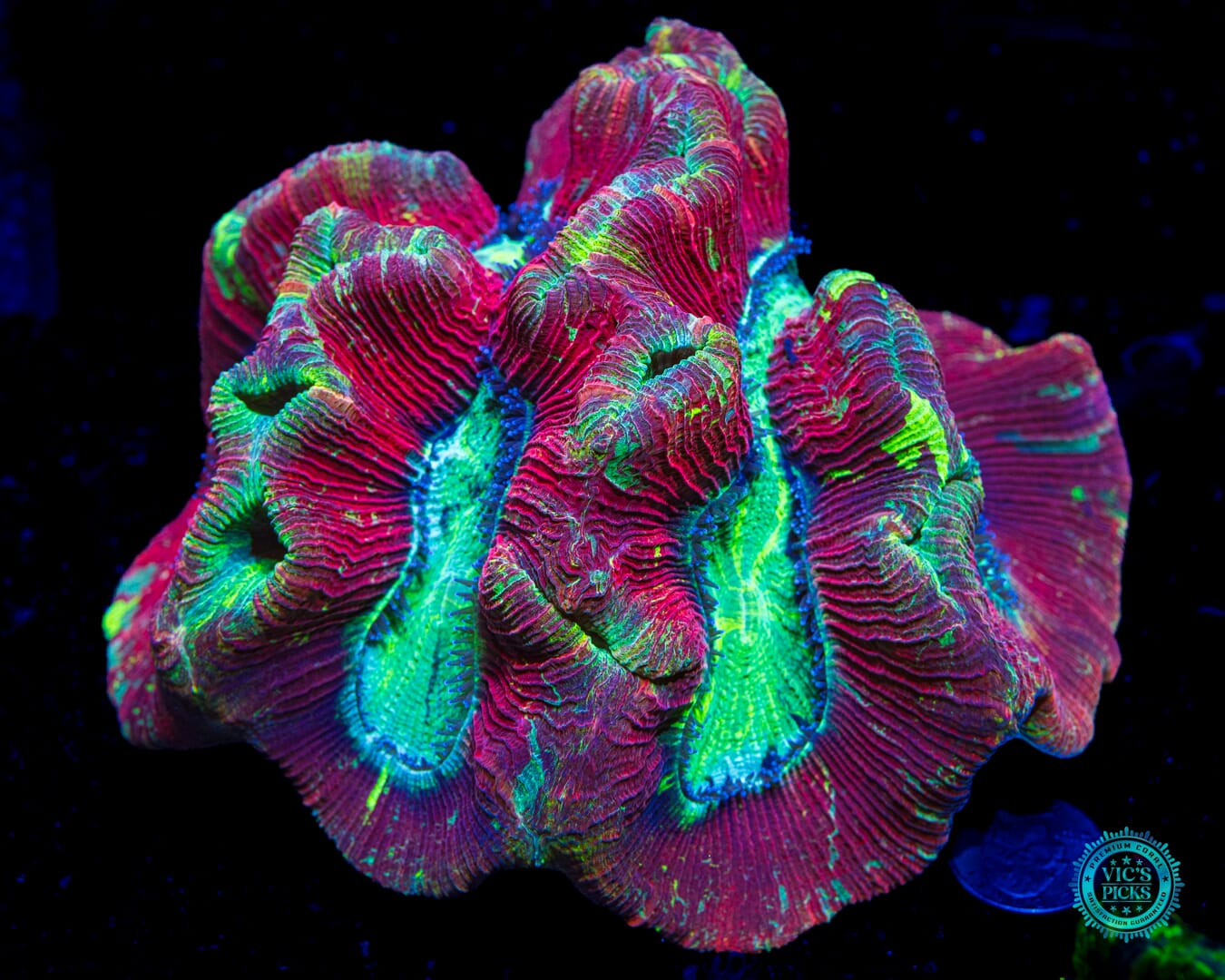 Dragon Fruit Trachyphyllia