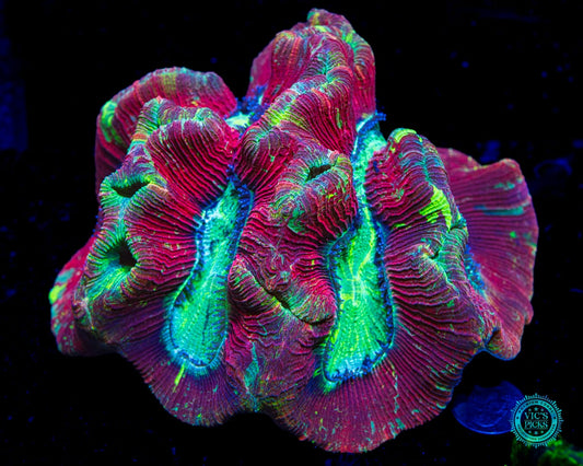 Dragon Fruit Trachyphyllia