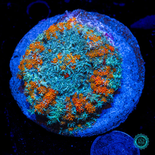 Flaming Hairy Fox Carpet Mushroom
