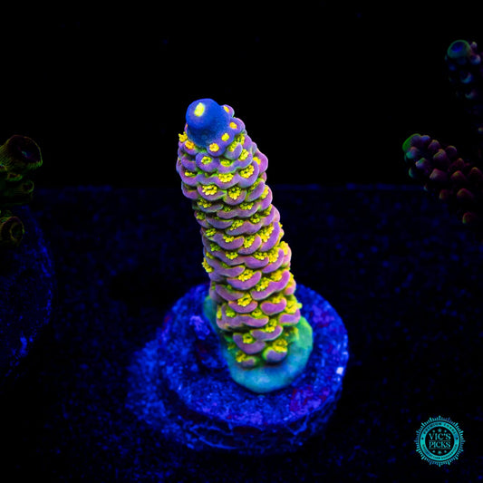 WD Tenuis Acropora