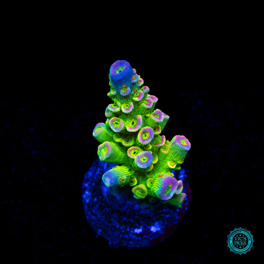 Jason Fox Homewrecker Acropora