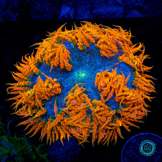 Headless Horseman Flower Anemone