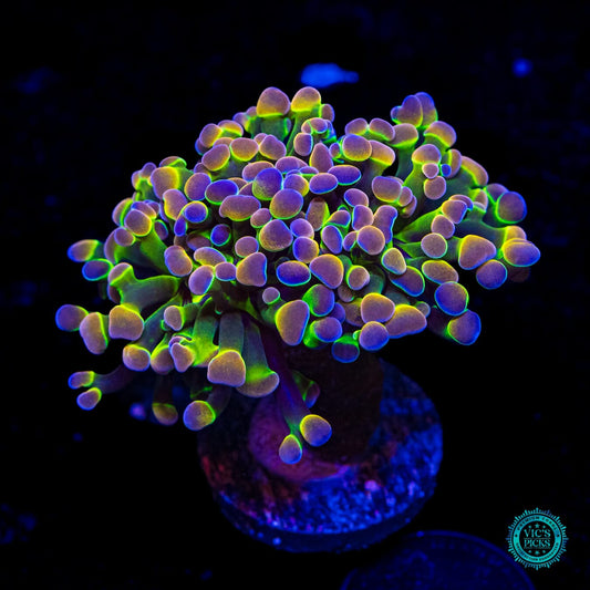 Holy Grail Branching Hammer