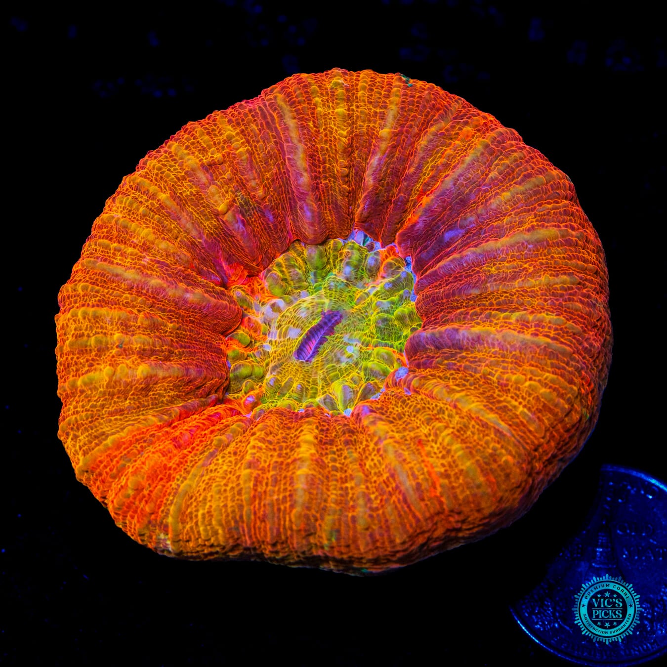 Eternal Flame Scolymia