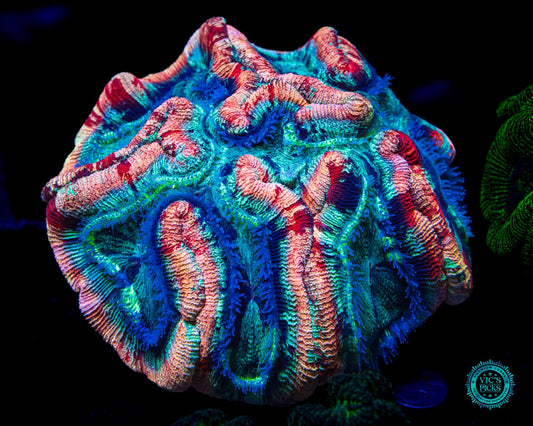Gigantic Fruit Cake Trachyphyllia