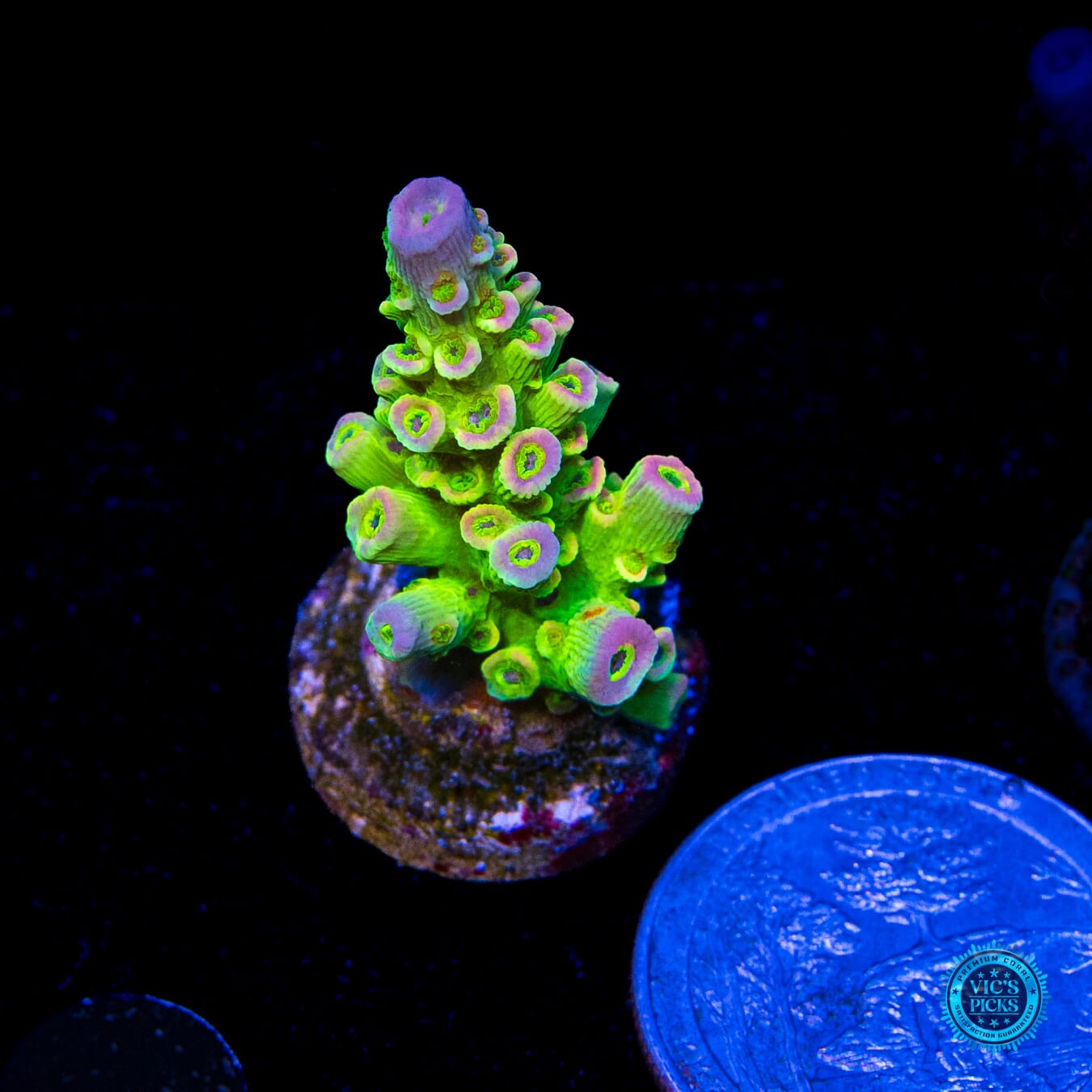 Jason Fox Homewrecker Acropora