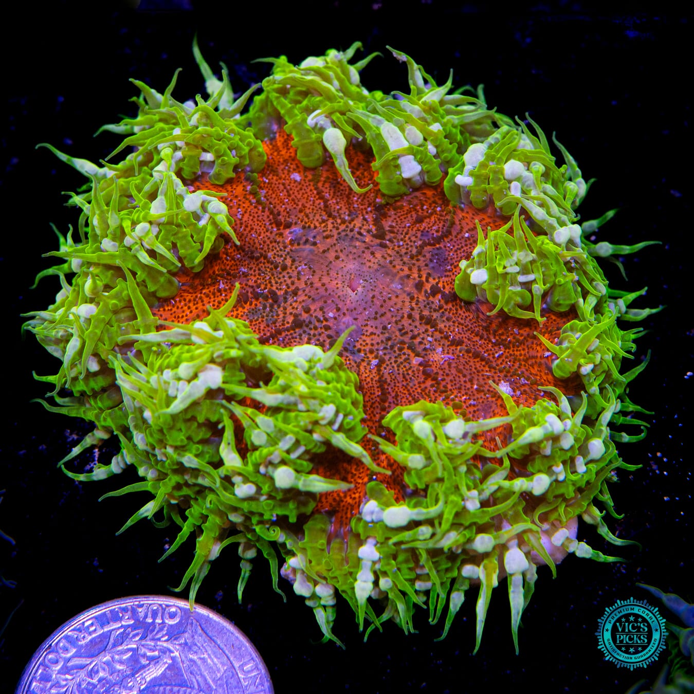 Streaking Comet Flower Anemone