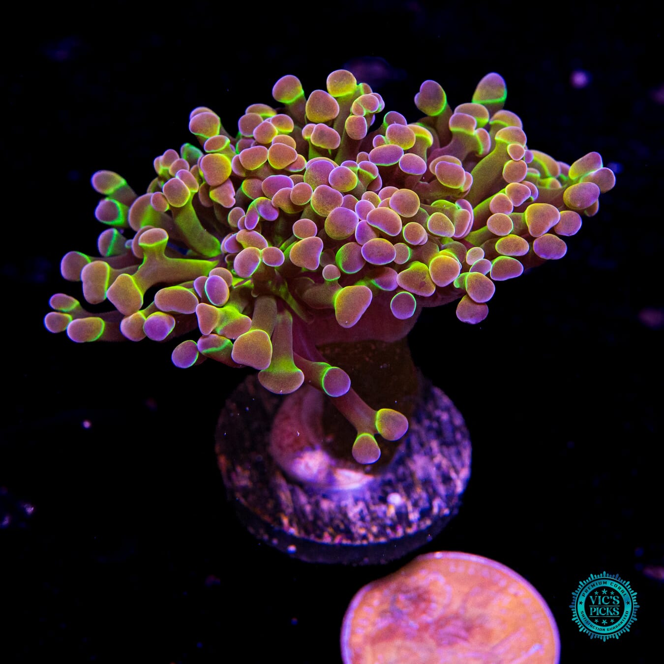 Holy Grail Branching Hammer