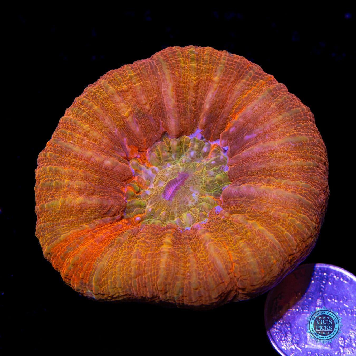 Eternal Flame Scolymia