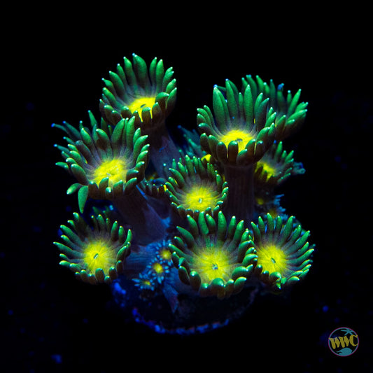 Lemon Head Goniopora