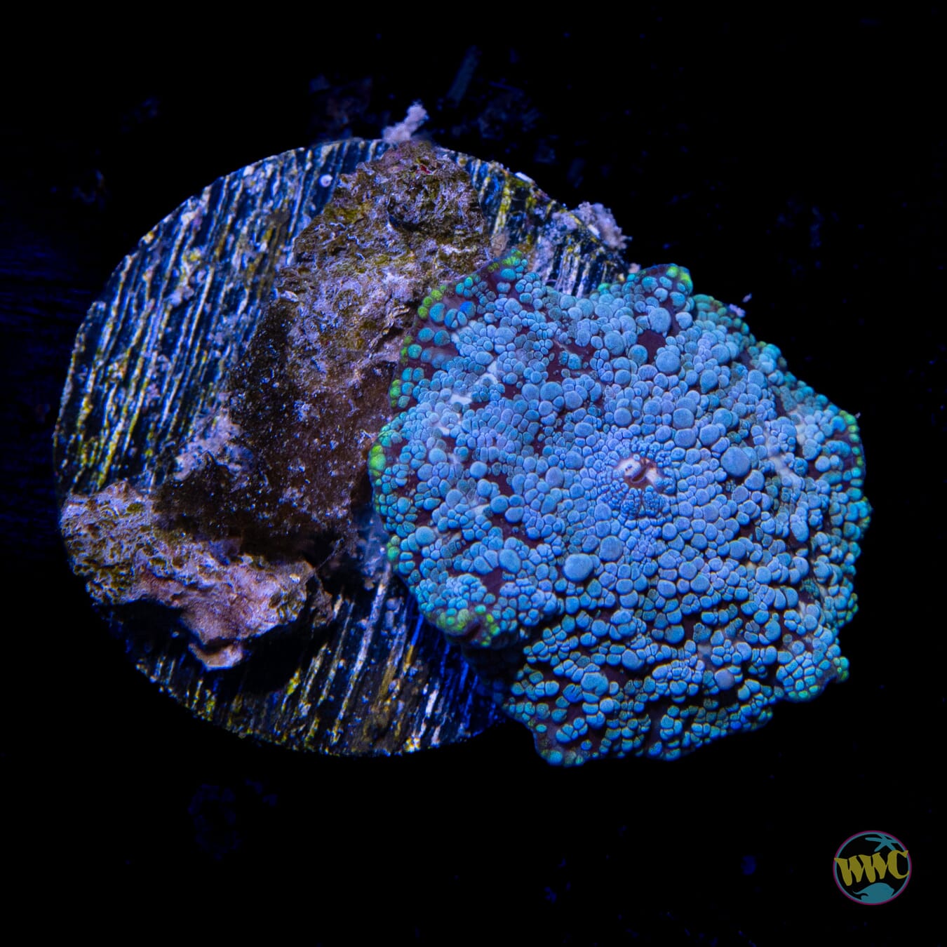 Bubbly Baby Blues Disco Mushroom